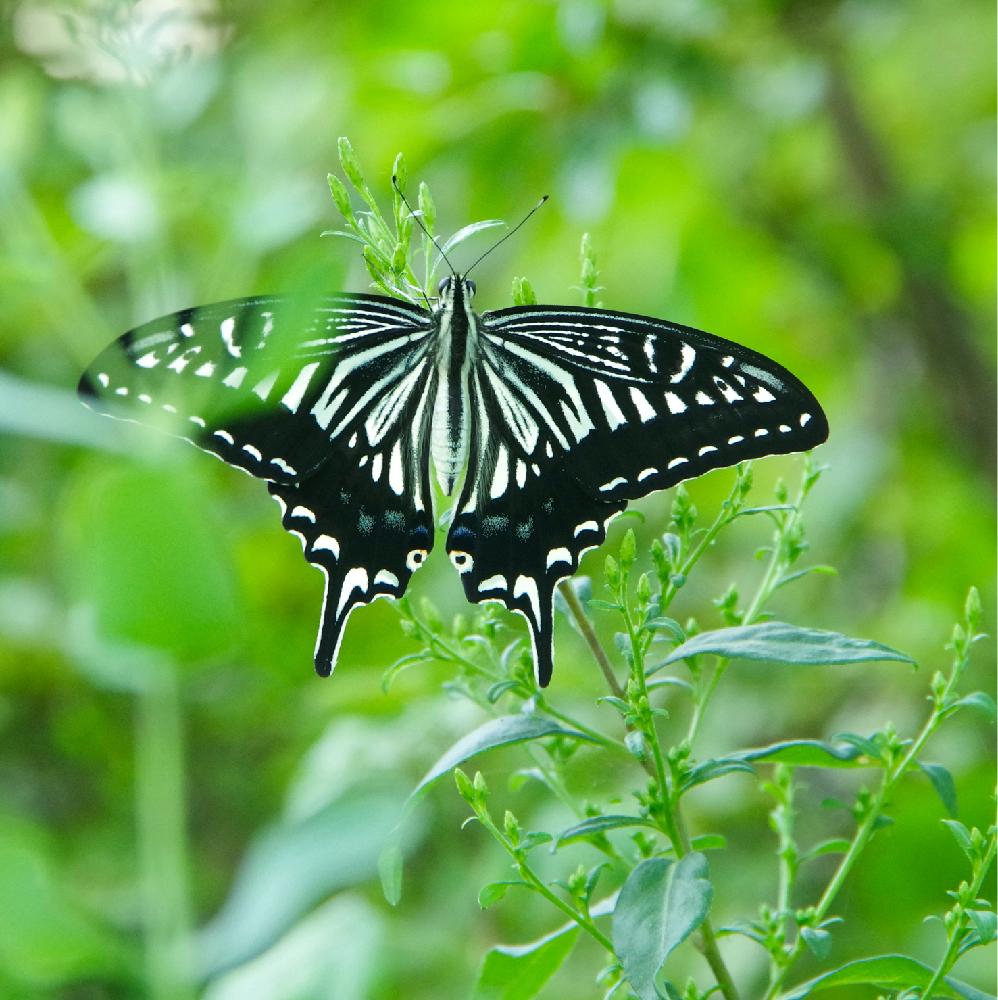 アキノキリンソウの投稿画像 By クリ さん ちょうちょと涼しげと夏の庭にて 17月8月27日 Greensnap グリーンスナップ