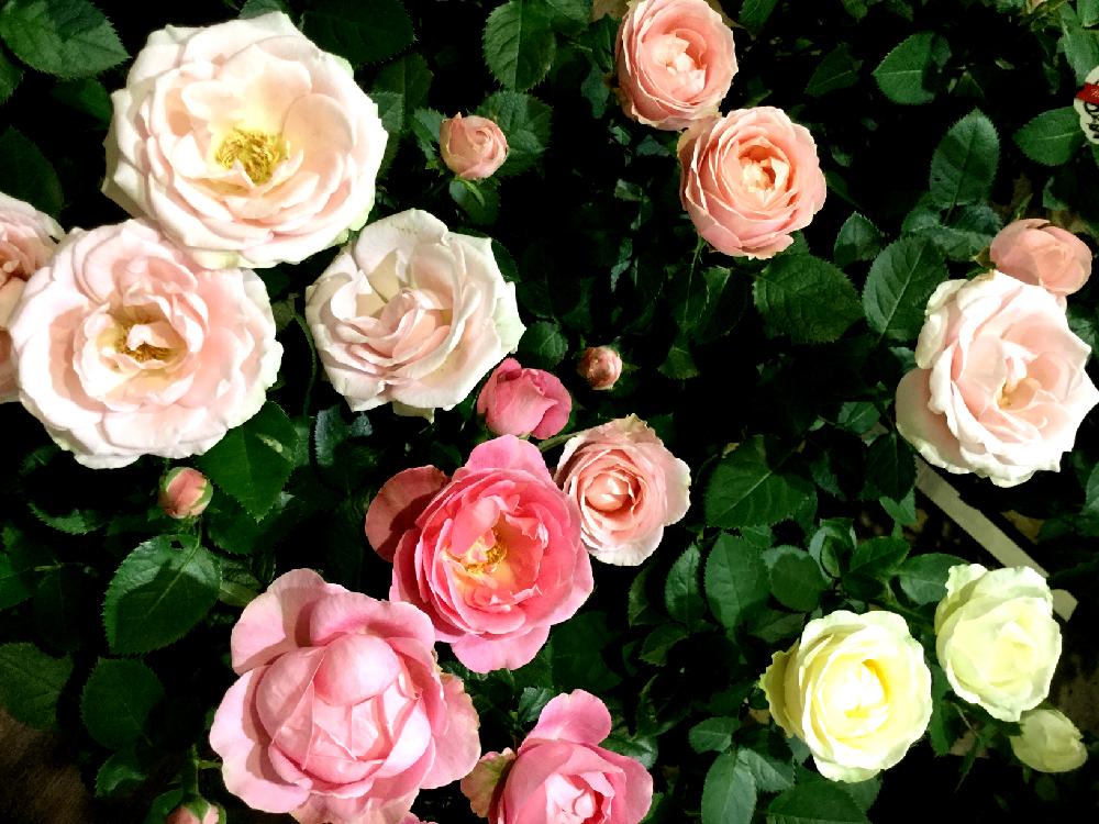無限大の投稿画像 By カインズさん ばら バラ 薔薇とミニバラ鉢植え と植中毒とホームセンターと花のある暮らしとインフィニティーローズ とかわいいな とバラ ミニバラとカインズ浦和美園店と室内管理とカインズホーム 17月8月27日 Greensnap グリーンスナップ