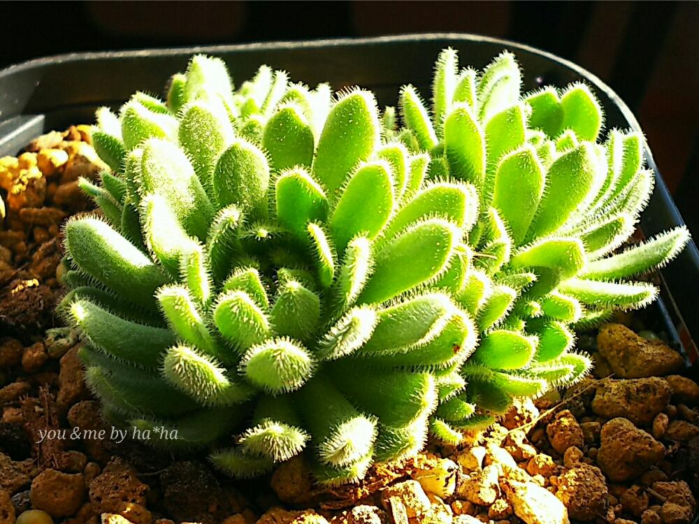 ロスラリア クリサンサの投稿画像 By You Meさん 多肉植物と愛知県とmy Correctionと W とイベントと夏に負けないと可愛すぎると仲間入り と西三河とスマホ撮り 17月8月27日 Greensnap グリーンスナップ