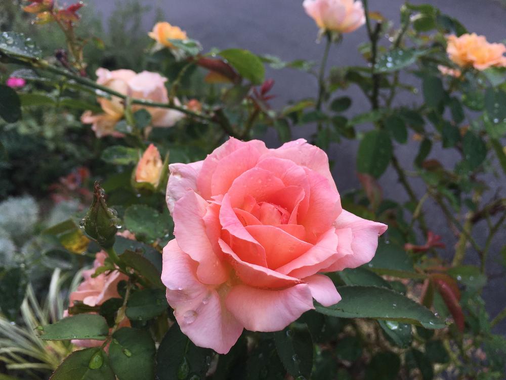 バラの咲き方いろいろ の投稿画像 By Naoさん 薔薇愛同盟とバラの香りとバラの小庭と寄せ植えと癒しとバラ のある暮らしと美しい とお花の寄せ植えと安らぎタイムと四季咲きと癒しの場所と花のある暮らしとバラ とガーデニング 17月8月28日 Greensnap