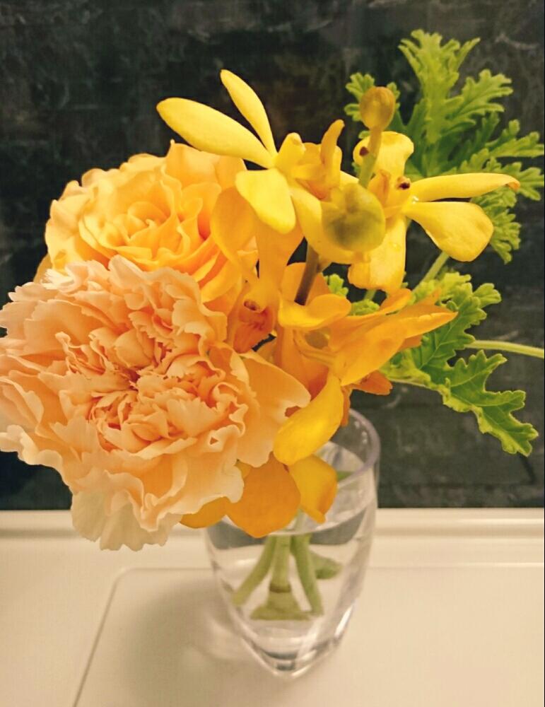 モカラの投稿画像 By ミンミンさん ゼラニウムとカーネーションとバラと気になるお花と今日のお花とビタミンカラーと花のある暮らしと優しいオレンジと花セラピーと黄色いお花とグリーン 17月8月28日 Greensnap グリーンスナップ