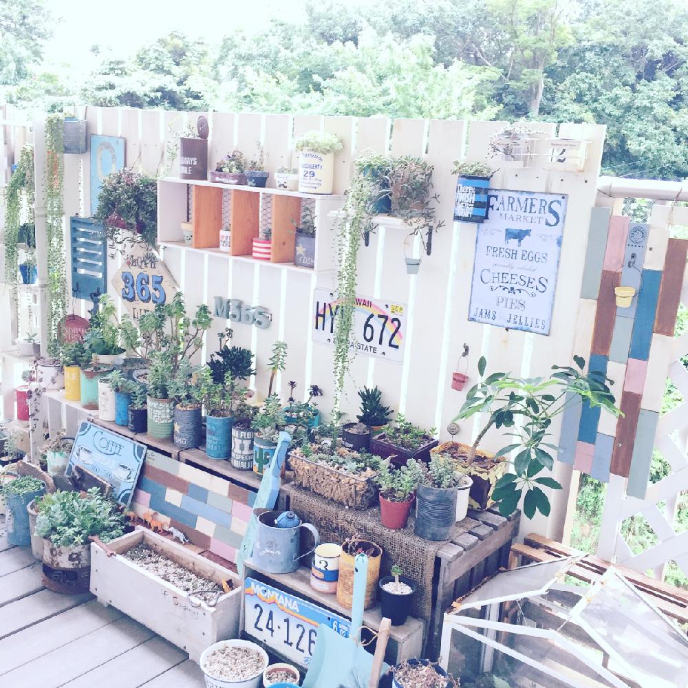 多肉植物の投稿画像 By Mikaniwaさん 板壁と多肉大好きとベランダガーデニングとわが家の多肉スペースと横浜とベランダガーデンと植中毒と多肉 女子とタニラーと雑貨とdiyとマンションとsucculent 17月8月28日 Greensnap グリーンスナップ