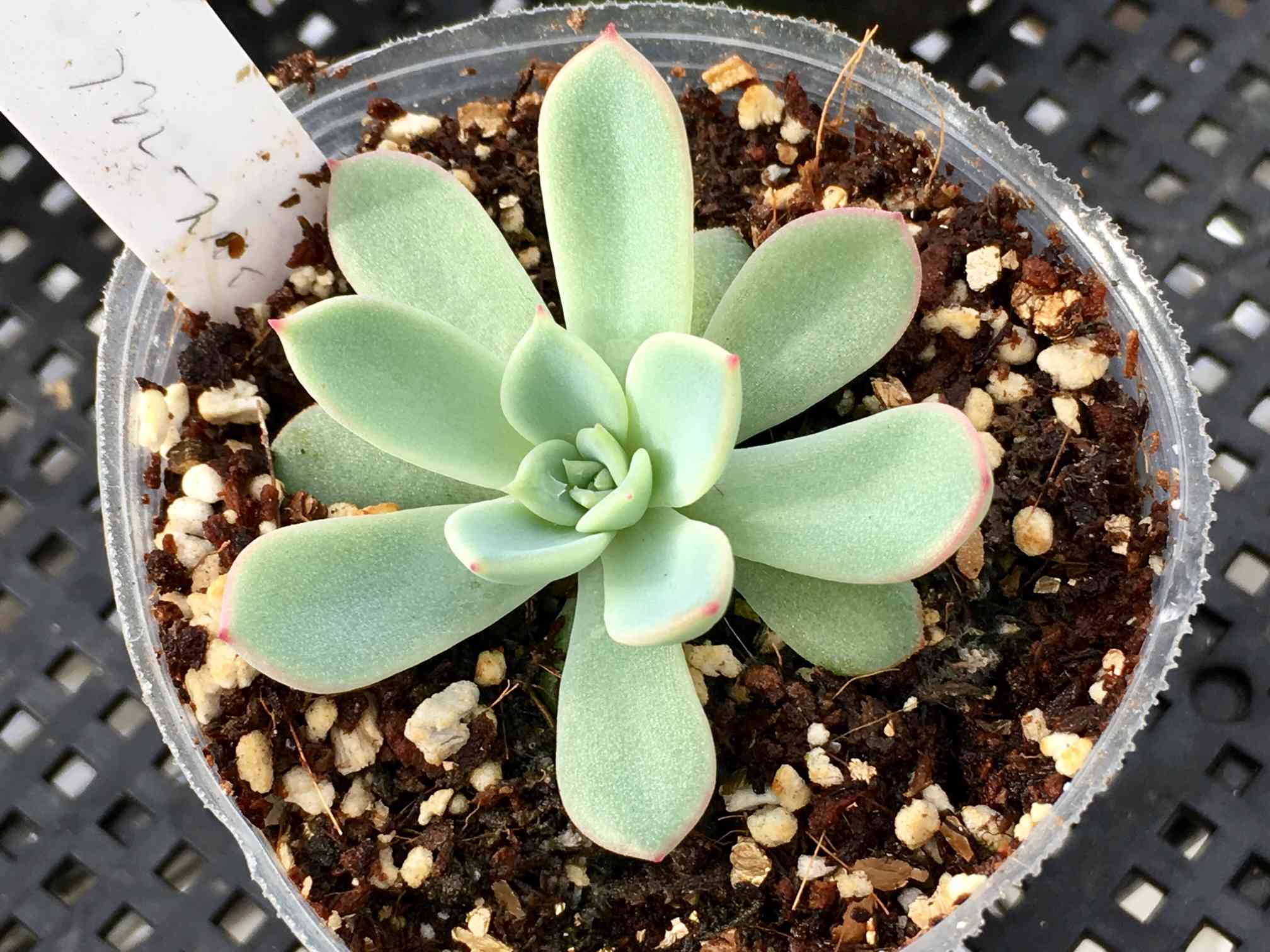 ブルースパインの一覧｜🍀GreenSnap（グリーンスナップ）