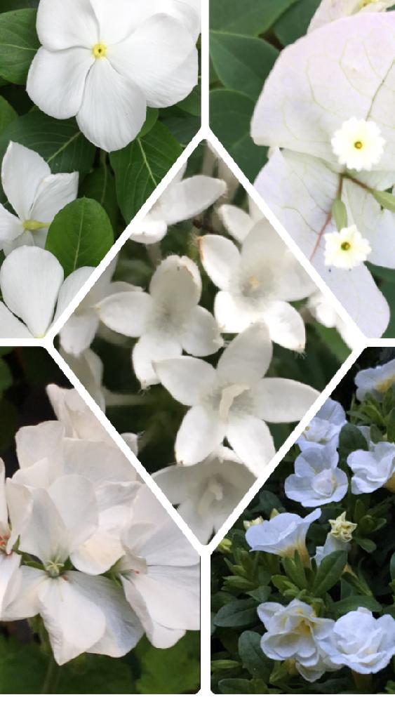 ニチニチソウの投稿画像 By 花が好きさん ブーゲンビリア 白とペンタスとゼラニウムとカリブラコアと白い お花好きです とありがとう とマダムクラブ会員no 58と白いお花の集まり とステキ とガーデニングと花のある暮らしと癒される と白いものシリーズ 2017月