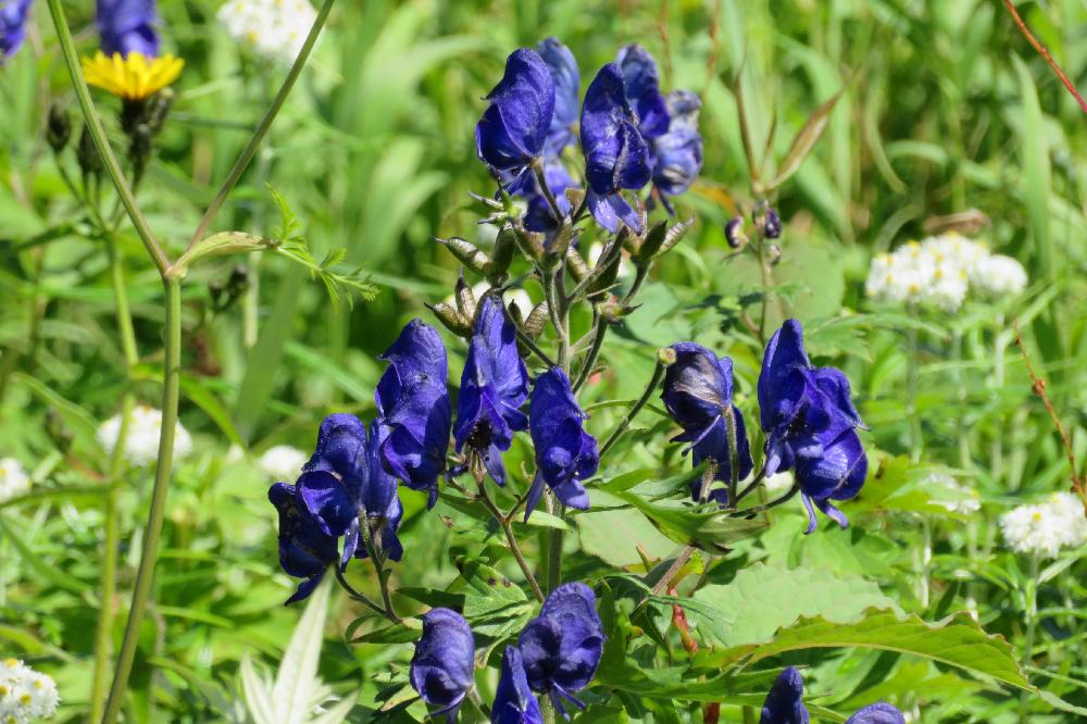 ミヤマトリカブトの投稿画像 By Tulipさん お出かけ先と８月と山野草と富山支部と夏の花と多年草と立山黒部アルペンルートとみどりのまとめと８月と山野草と富山支部と夏の花と多年草と立山黒部アルペンルートとみどりのまとめ 17月8月28日 Greensnap グリーン