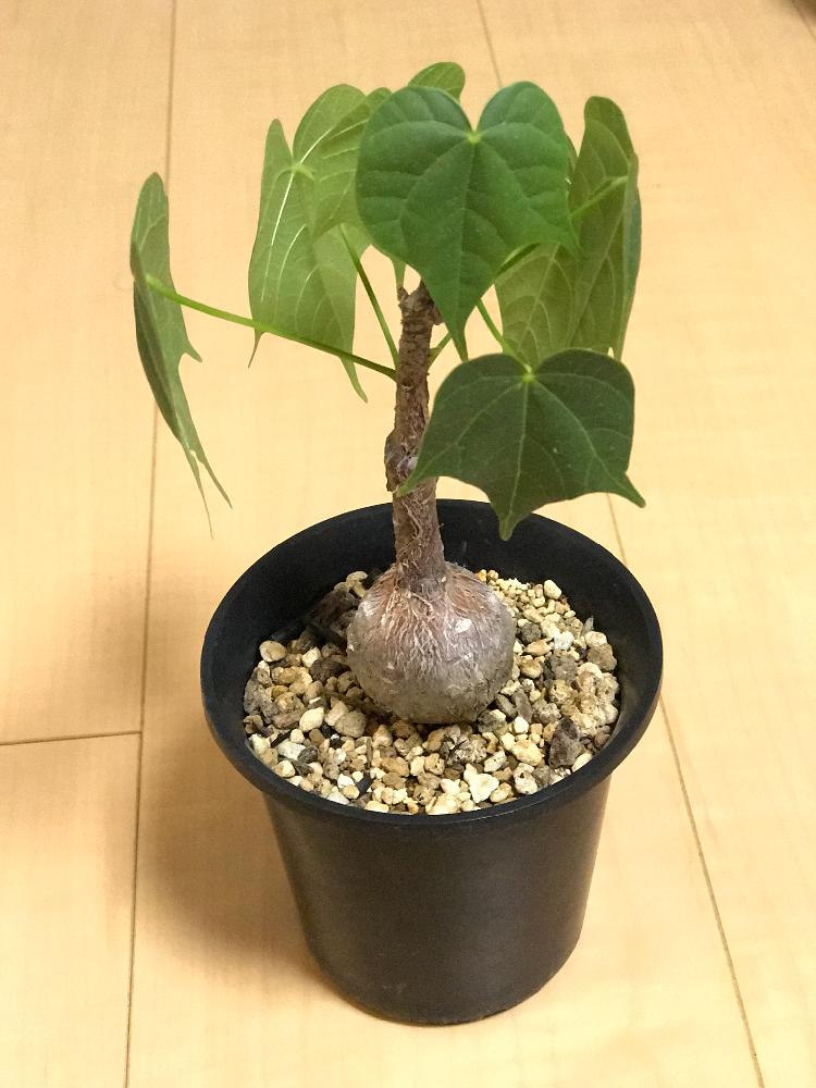 ●現地球大株希少Firmiana colorataファルミアナコロラータ □現地球大株希少Firmiana colorataファルミアナコロラータ