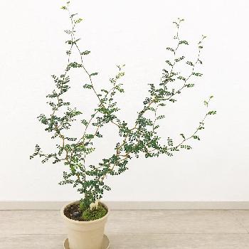 最初の一鉢の画像 by こんゆかさん | インテリアとソフォラ・ミクロフィラと『観葉植物』コンテストと最初の一鉢と植中毒と初心者です