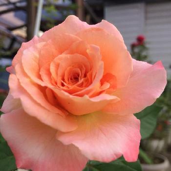 薔薇が好きだなあ♡の画像 by チャッピーさん | 車庫とうれしいな♪とみてね‼️とありがとう❤️と熱中症注意!!と富山支部とがんばるよ〜☆と大事にするね❤︎とこの色が好き♥と咲きました❣️と花のある暮らしと薔薇が好きだなあ♡と心がほっこりとあぁ、うっとり♡と綺麗な色ˉ̶̡̭̭( ˭̵̵̵̵͈́ ꇴ ˭̵̵̵͈̀ )ˉ̶̡̭̭