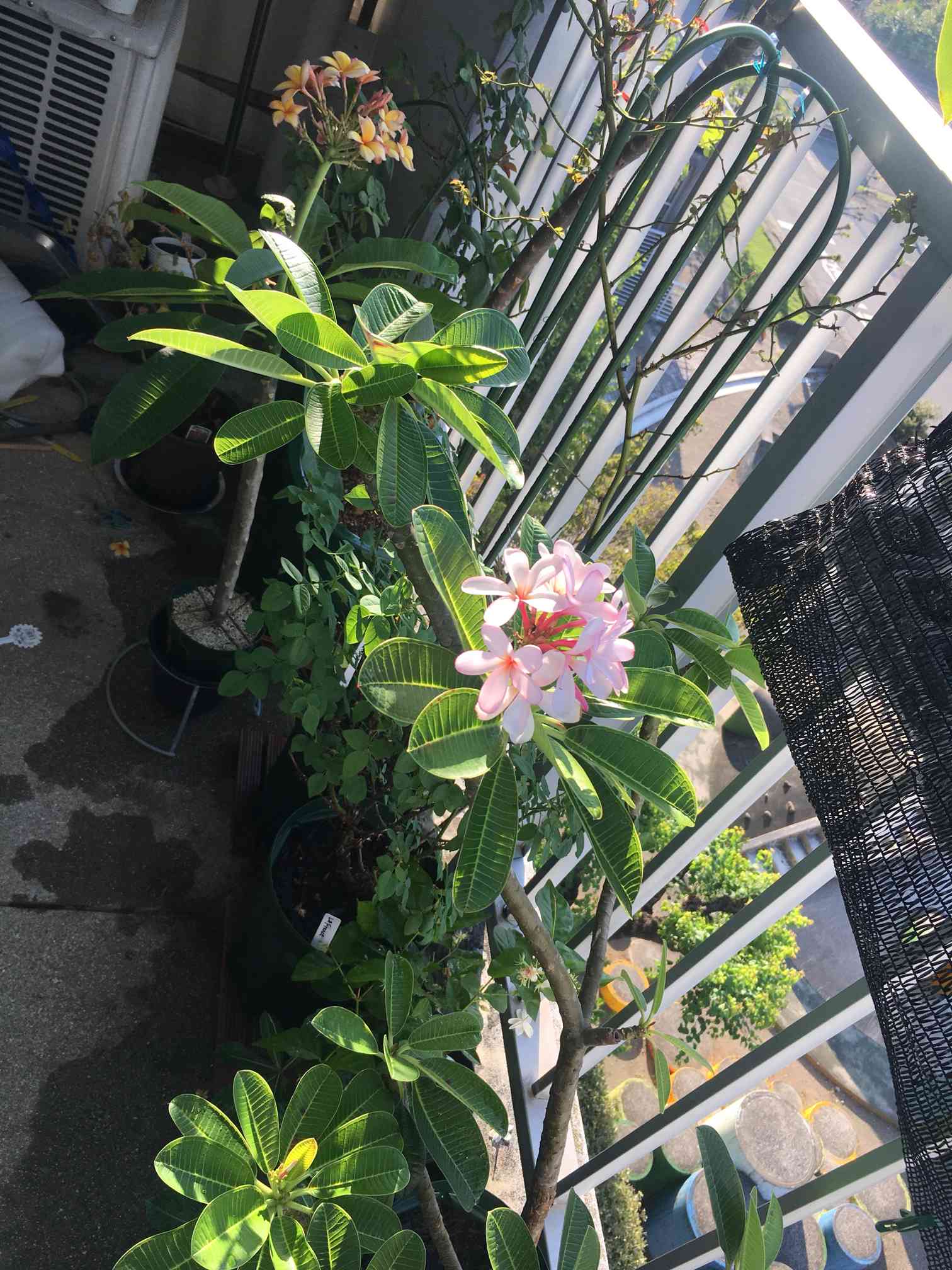 プルメリア CENDANA EMASの一覧｜🍀GreenSnap（グリーンスナップ）
