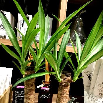 珍しい観葉の投稿画像一覧 Greensnap グリーンスナップ 珍しい観葉の投稿画像一覧 Greensnap グリーンスナップ