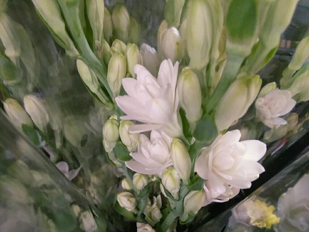 チューベローズの投稿画像 By はるりさん 部屋とフラワーギフトショップはるりと切り花と入荷情報 とフラワーギフトショップはるりと切り花と入荷情報 17月8月30日 Greensnap グリーンスナップ Greensnap グリーンスナップ