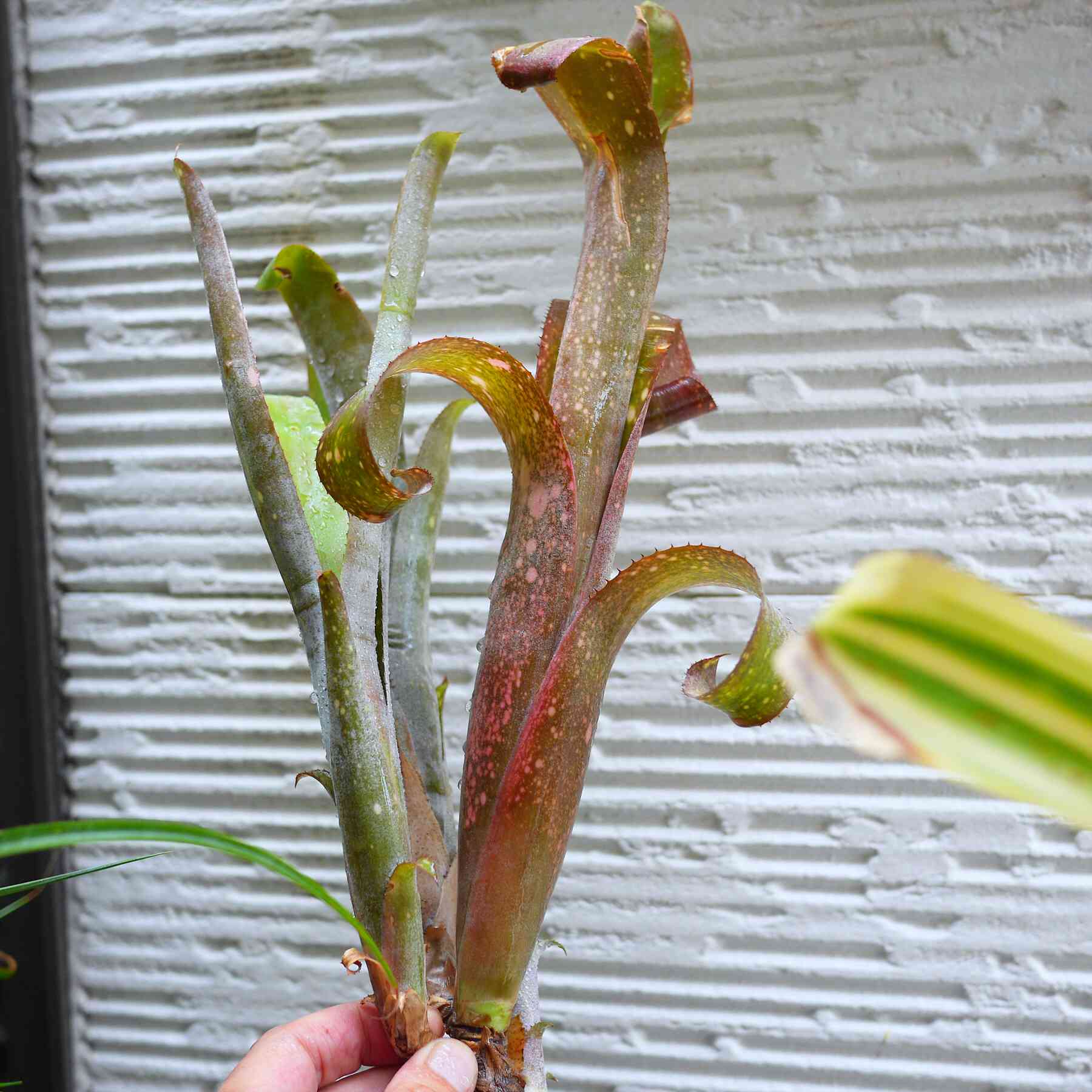 ビルベルギアの植え方と育成のあるカタチ｜🍀GreenSnap（グリーン
