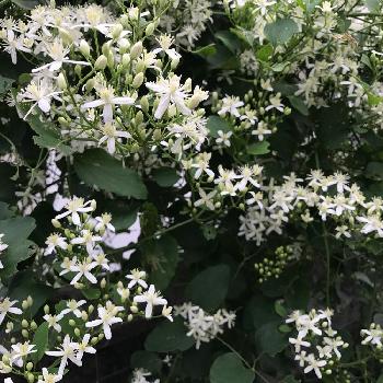 たくましいやつの画像 by 松ぼっくりさん | 小さな庭とタフだね！と太陽大好きとたくましいやつときれいとうれしい！と花のある暮らしといい香り♡と白い小花と野生種のクレマチス