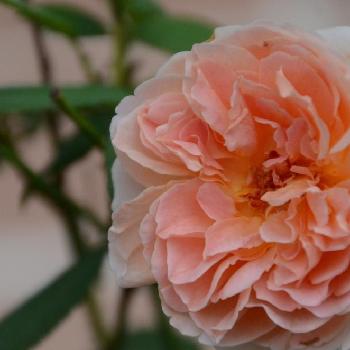 バラ 強香の投稿画像一覧 Greensnap グリーンスナップ