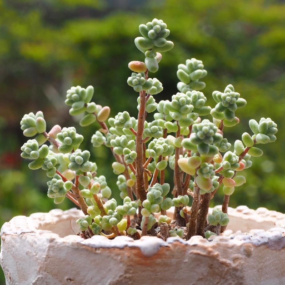 多肉植物 希少セダム 木立性ブレビフォリウム カット苗 - その他多肉植物