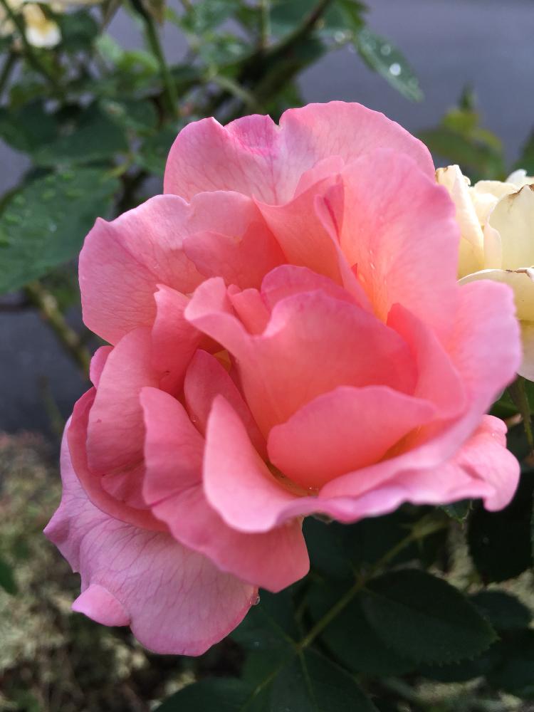 バラの咲き方いろいろ の投稿画像 By Naoさん 薔薇愛同盟とバラの香りとバラの小庭と癒しとバラ のある暮らしと美しい とお花の寄せ植えと安らぎタイムと四季咲きと癒しの場所とガーデニングと花のある暮らしとバラ 17月8月31日 Greensnap グリーンスナップ