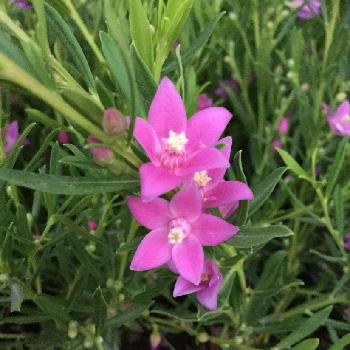 星型の花が咲くの投稿画像一覧 Greensnap グリーンスナップ