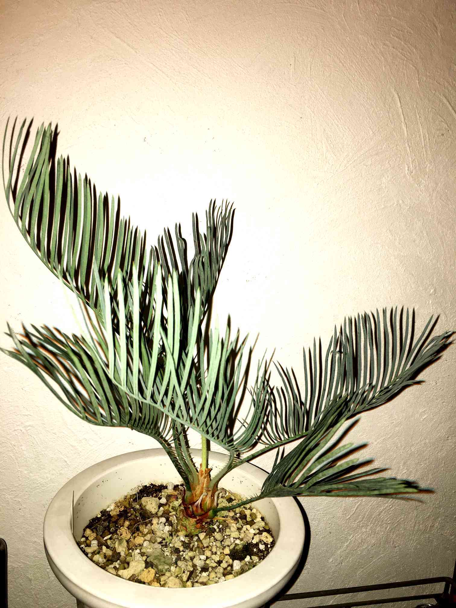 1 サイカス カイルンシアナ 太株 ドワーフ 短葉 奇形 レア株 【公式通販】