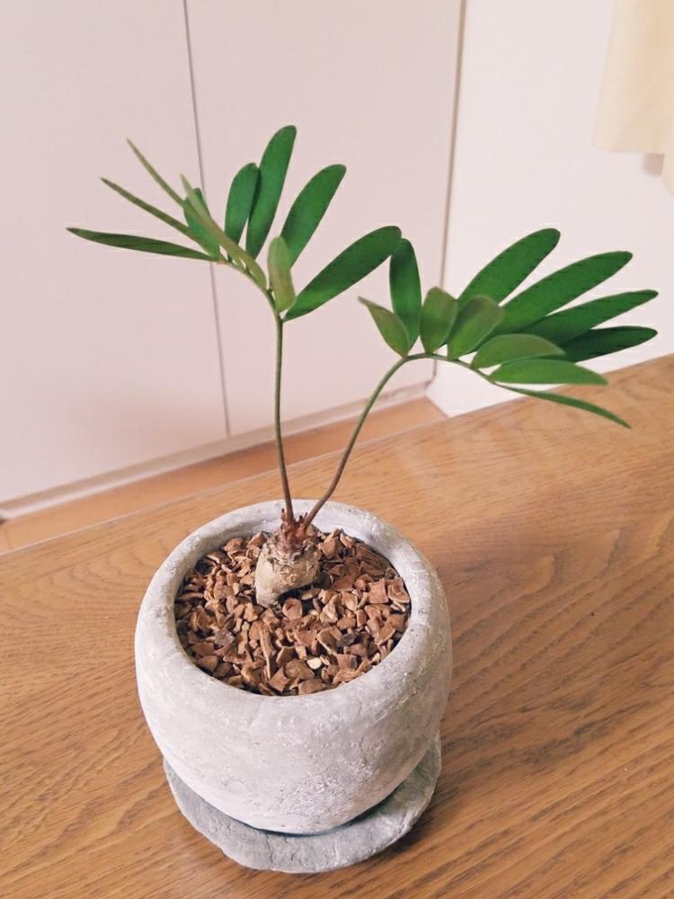 ザミア フロリダーナの投稿画像 By Ken Chanさん みどりのある暮らしと観葉植物とザミアフロリダーナとno Green No Lifeと植中毒と花のある暮らし 17月8月31日 Greensnap グリーンスナップ