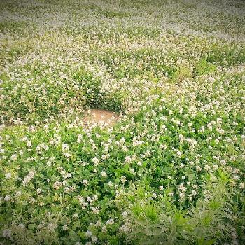 シロツメツクサの画像 by tetakaさん | 広い庭とシロツメツクサとプレマムフェス