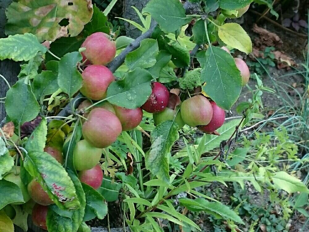 軽井沢 植物を訪ねて Greensnap グリーンスナップ