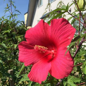 紅芙蓉の投稿画像一覧 Greensnap グリーンスナップ