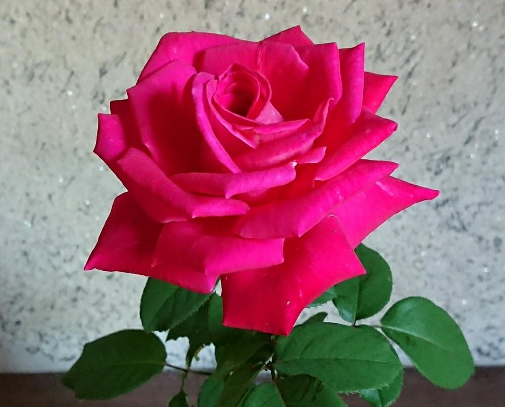 バラの投稿画像 By Y Oさん 濃いピンク色と癒される と好きな色 と綺麗な色 と花のある暮らし 17月9月1日 Greensnap グリーンスナップ