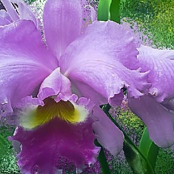 松坂屋紙袋の投稿画像一覧 Greensnap グリーンスナップ