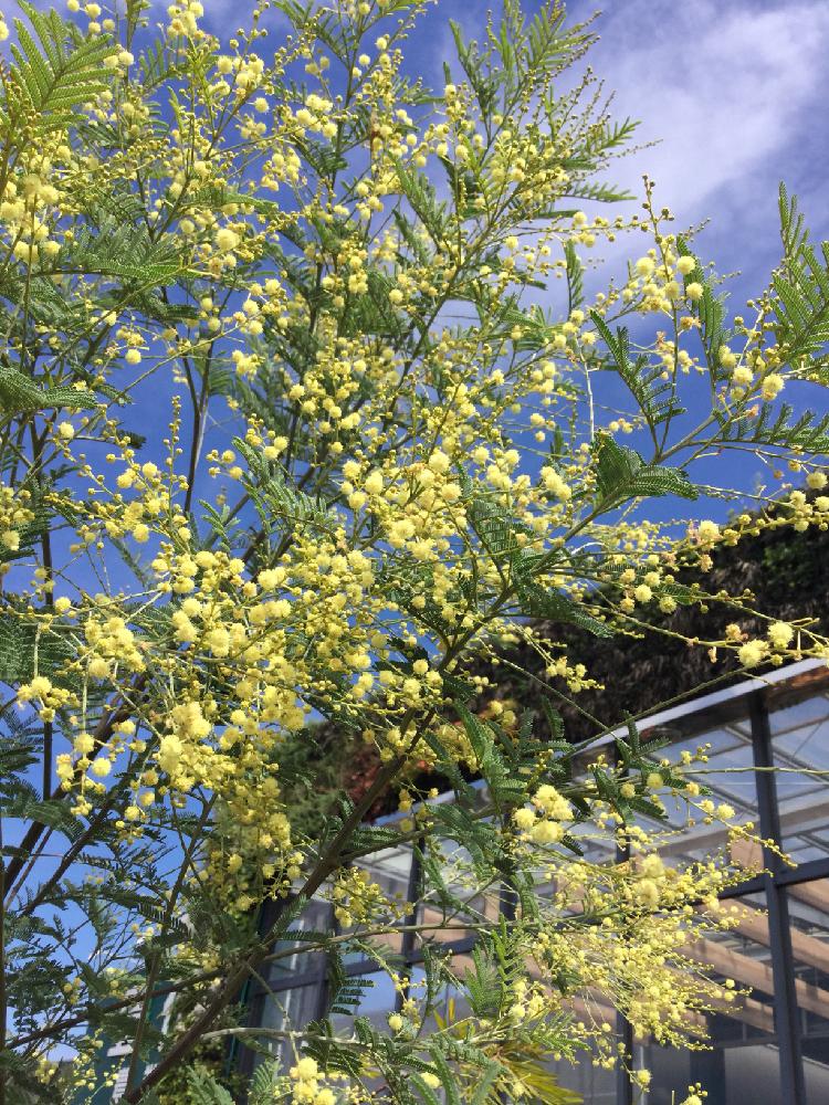 ふわふわの投稿画像 By カインズさん 花木とアカシアの木と黄色い花と四季咲きとホームセンターと花のある暮らしとオススメ とカインズホームとミモザの木とアカシア デアネイ 17月9月1日 Greensnap グリーンスナップ