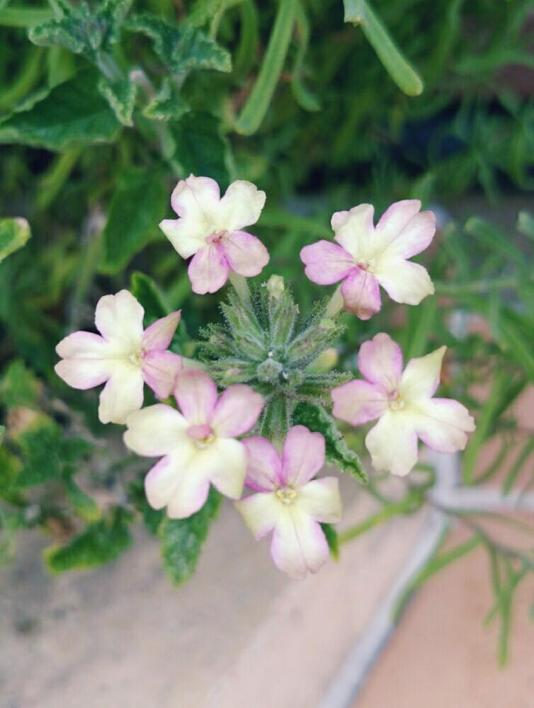 バーベナ ラナイ ヴィンテージウォッカの投稿画像 By Chocolatさん バーベナと花自慢と可愛いとガーデニングと花のある暮らしと咲いた 17月9月1日 Greensnap グリーンスナップ