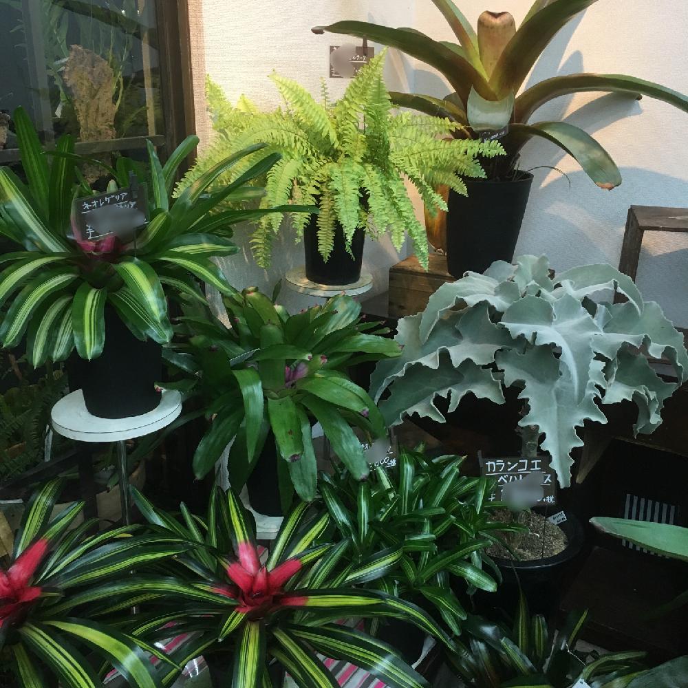 ネオレゲリア 不明種の投稿画像 By Hanabisouさん カランコエ ベハレンシスとアルカンタレアと観葉植物と植物のある暮らしと植物だいすきと植物と 観葉植物 コンテストと店頭販売と植中毒とネオレゲリア属とカランコエ属 ベハレンシスとネオレゲリアとhanabisouと半田市