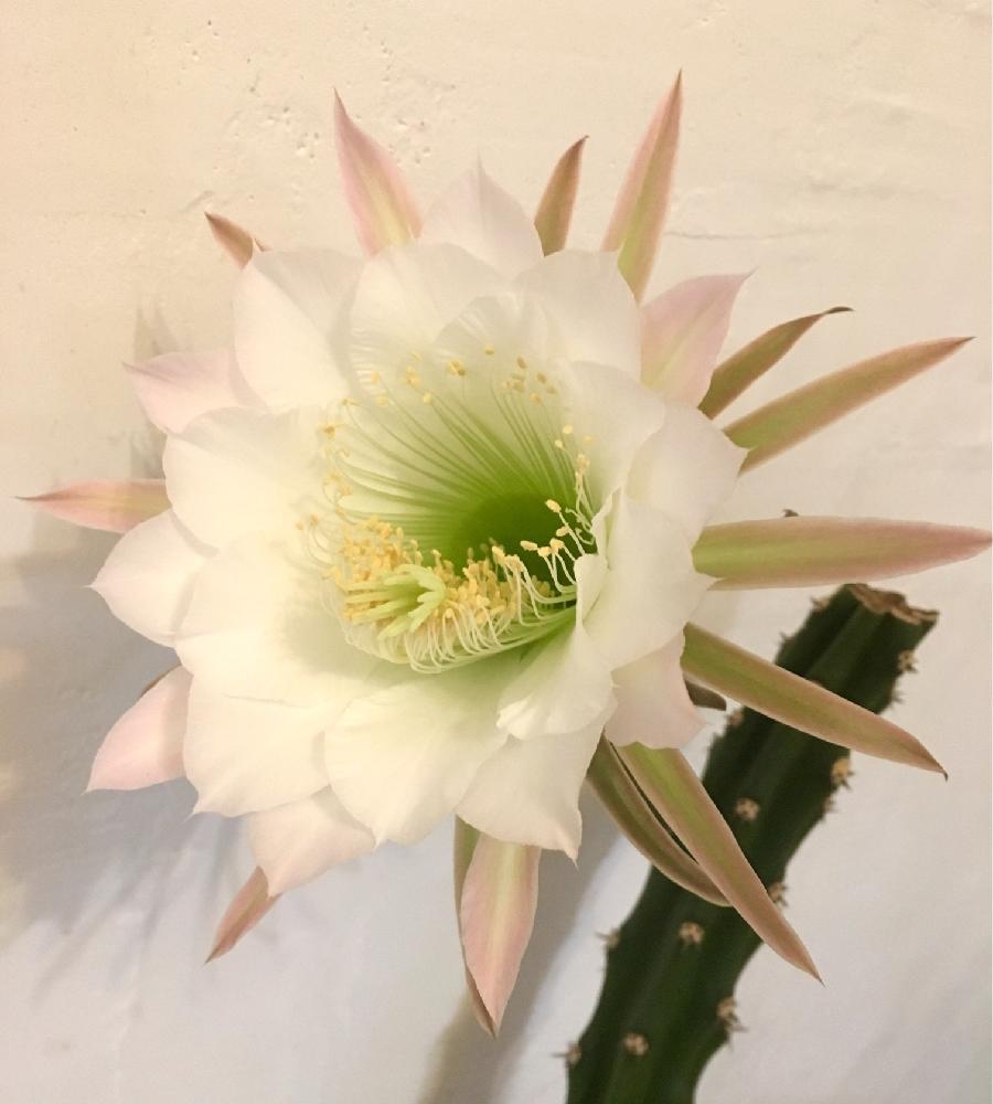 袖ヶ浦の投稿画像 By ほさみさん サボテンの花とサボテン科とサボテンさん 17月9月1日 Greensnap グリーンスナップ