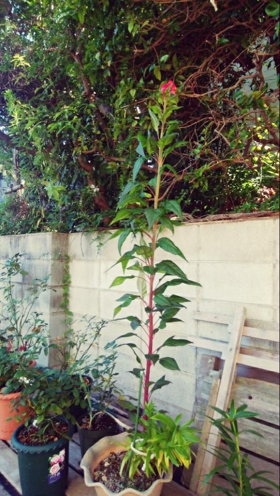 ケイトウの投稿画像 By 水月 花さん 背が高いとケイトウ と赤い花と初心者です 17月9月2日 Greensnap グリーンスナップ