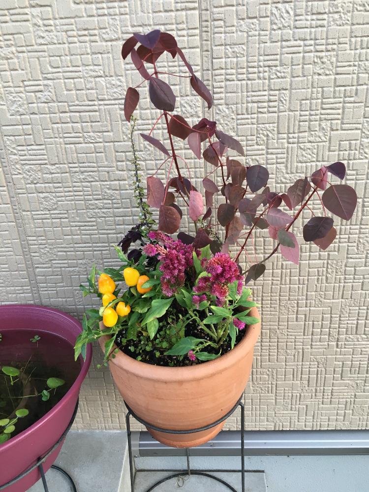 玄関の投稿画像 By ちゃんりーさん 渋いと道の駅と寄せ植えと秋色と鉢植えとケイトウとコリウスとチョコリーフとワイヤープランツとハロウィンとカプシカム フェスティバルと毒草とハロウィンコンテスト17と渋いと道の駅と寄せ植えと秋色と鉢植えとハロウィンと毒草と