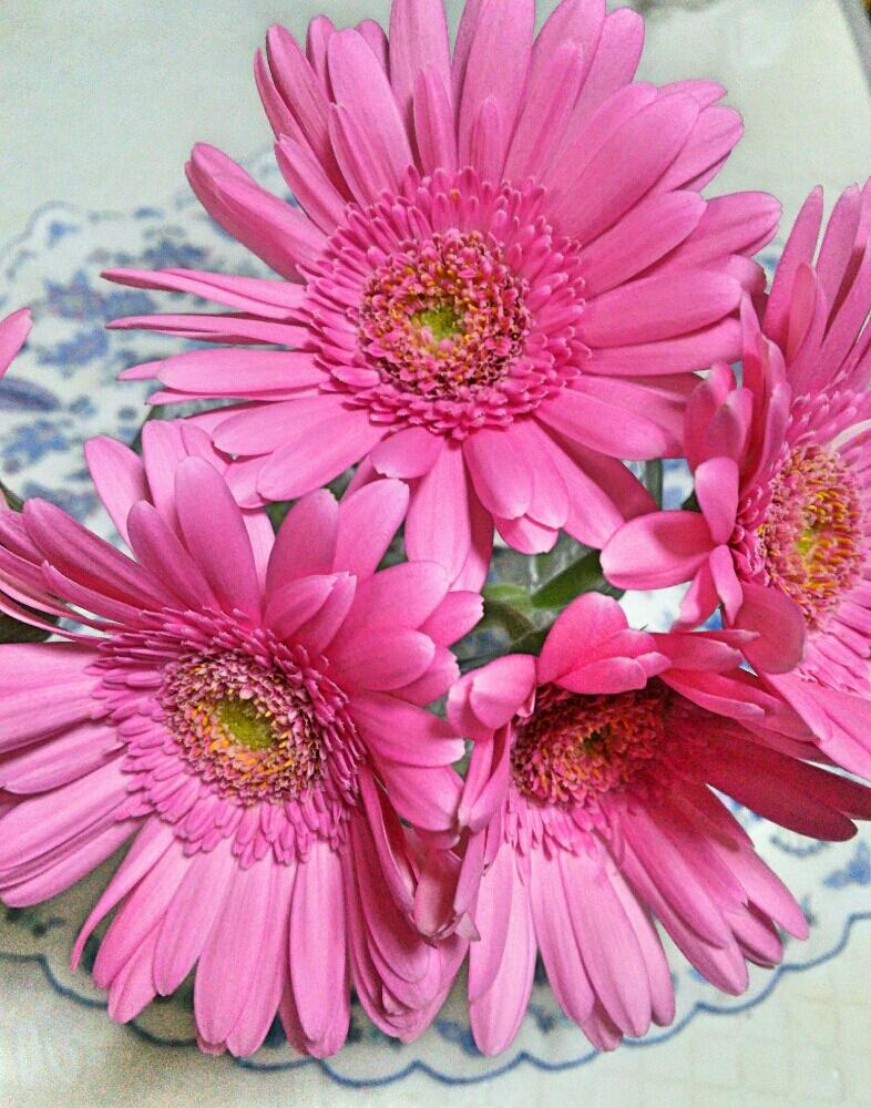 ガーベラの投稿画像 By はるみさん 花のある暮らしとおしゃれ と今日のお花と可愛いピンク 17月9月2日 Greensnap グリーンスナップ
