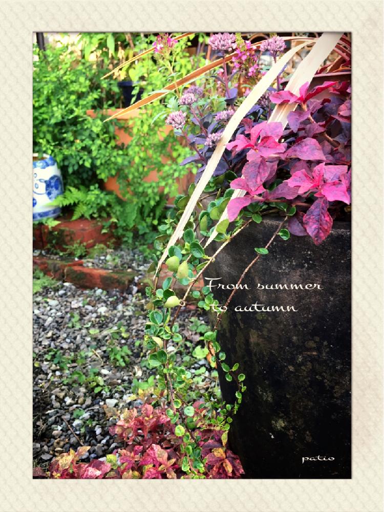 ロニセラ クラシフォリア の投稿画像 By たかさん カラスバミセバヤとコルジリネ ドリームディライト とアルテルナンテラ マーブルクィーン イエローとアルテルナンテラ マーブルクィーン レッドと寄せ植え とカラーリーフ とお気に入り と癒しと