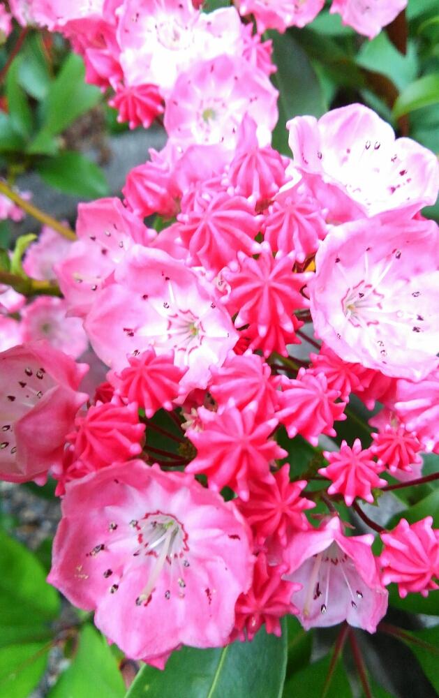 カルミア オスボレッドの投稿画像 By くのいち55さん ピンクの花 17月9月3日 Greensnap グリーンスナップ