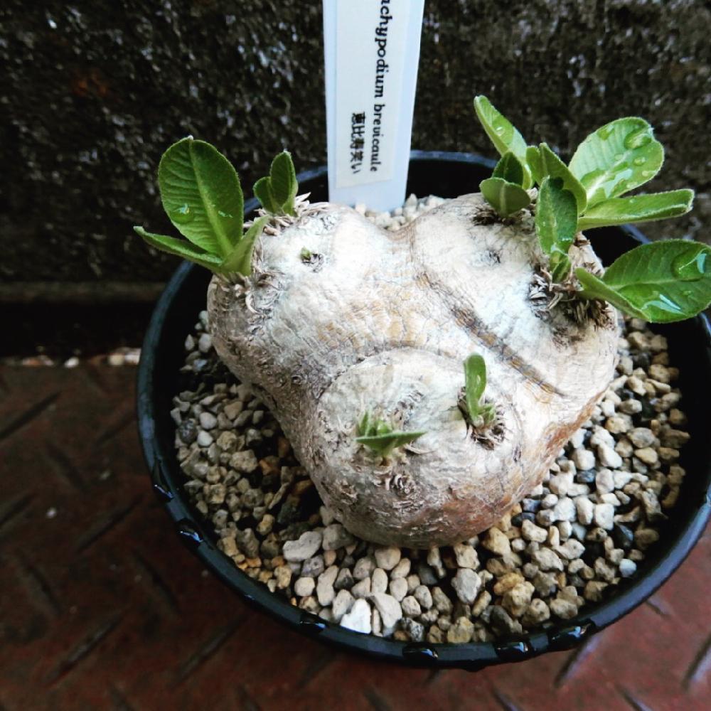 塊根植物パキポディウムブレビカウレ(恵比寿笑い) 現地球 - iau.edu.lc
