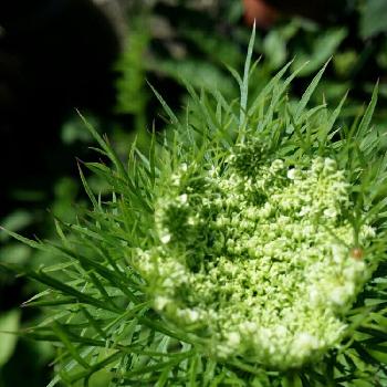 ミニニンジンの花の投稿画像一覧 Greensnap グリーンスナップ