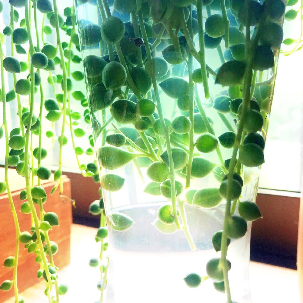 グリーンネックレスの投稿画像 By Okiokiさん 水挿しと観葉植物と多肉植物 17月9月3日 Greensnap グリーンスナップ