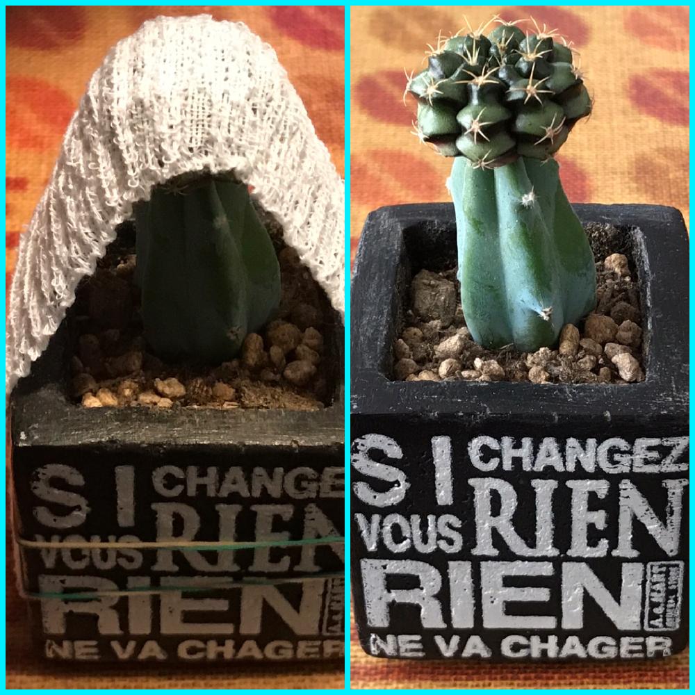 サボテン接ぎ木の投稿画像 By Tammyさん サボテン科とサボテン竜神木とサボテン翠晃冠と接木サボテンと接ぎ木 17月9月3日 Greensnap グリーンスナップ