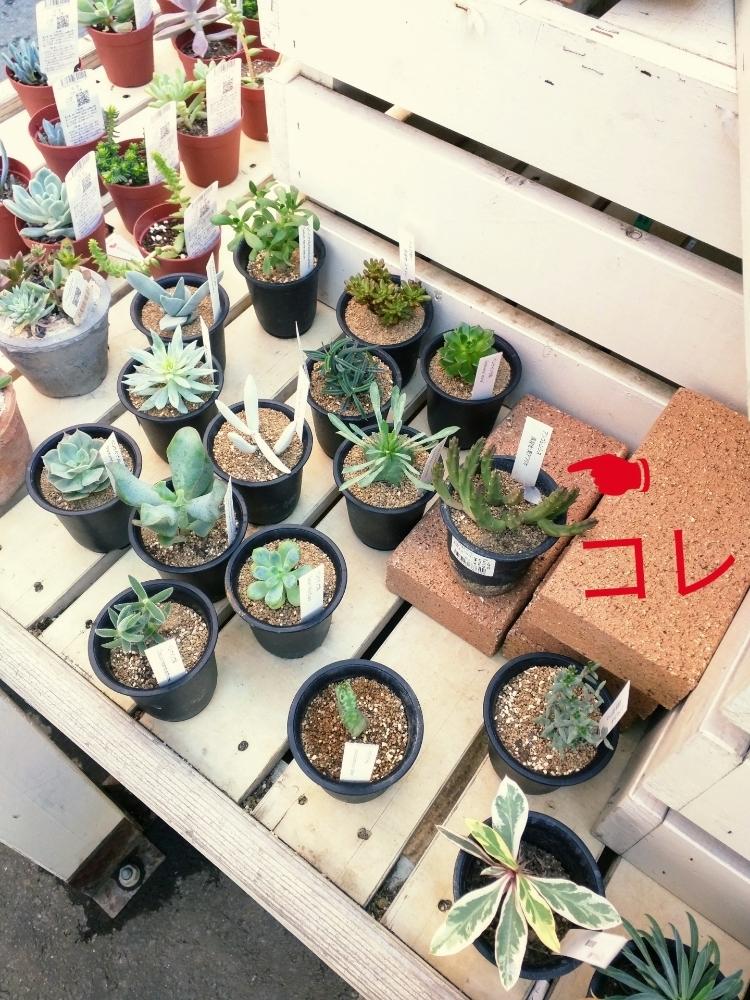 スタペリア アンゴレンシスの投稿画像 By コトパクシ山さん 観葉植物と臭い花と魅惑のガガイモとホームセンターにてと植中毒とかなり気になると600円と悩む 17月9月3日 Greensnap グリーンスナップ