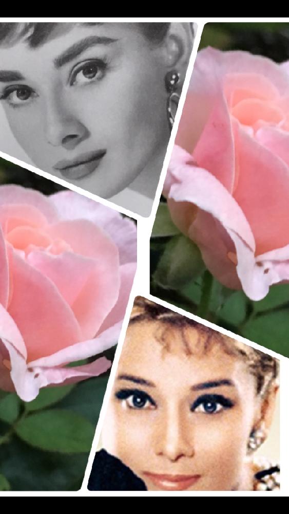 女優オードリーヘップバーンの投稿画像 By 花が好きさん 薔薇オードリーヘップバーンと薔薇 愛同盟とありがとう とマダムクラブ会員no 58と優しい色合い と嬉しいなあ とガーデニングと薔薇が好きです と花のある暮らしと癒されるひと時 と癒される とどちらも