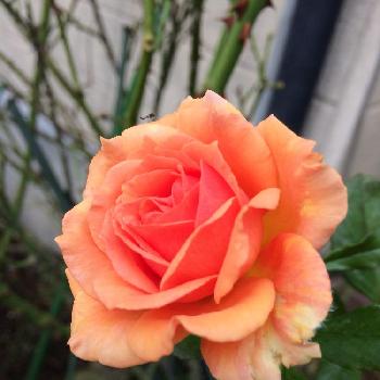 薔薇が好きだなあ♡の画像 by チャッピーさん | アプローチと風が心地よいです。と美しいね✨とうれしいな♪といつもありがとう♡とありがとう❤️と富山支部と気持ちの良い朝と癒される～と花のある暮らしと大好き♡︎ʾʾと薔薇が好きだなあ♡とあぁ、うっとり♡と綺麗な色ˉ̶̡̭̭( ˭̵̵̵̵͈́ ꇴ ˭̵̵̵͈̀ )ˉ̶̡̭̭