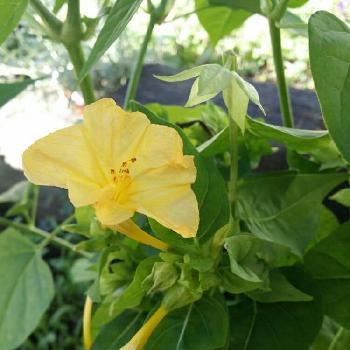 こぼれ種で毎年咲く小花の投稿画像一覧 Greensnap グリーンスナップ