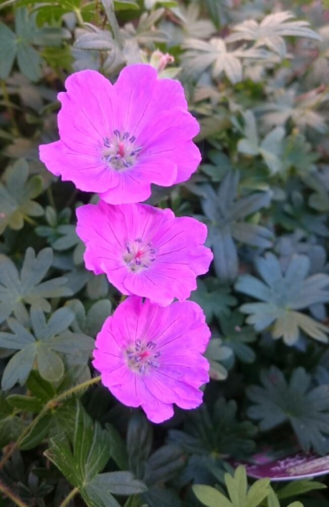 ゲラニウム マックスフライの投稿画像 By Atsuさん 小さな庭とピンクの花と庭 宿根草と花のある暮らしとかわいいと北海道とピンクの花と庭 宿根草と花のある暮らしとかわいいと北海道 17月9月4日 Greensnap グリーンスナップ Greensnap グリーンスナップ