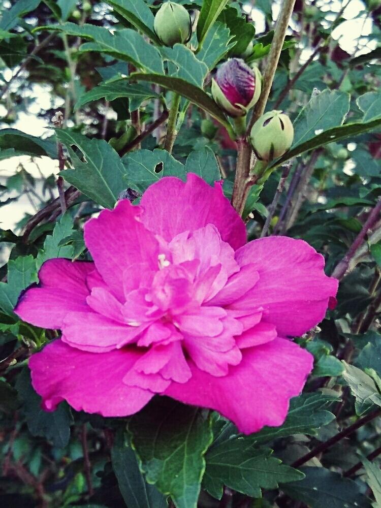 ムクゲ 八重の投稿画像 By 日和さん 小さな庭とムクゲ八重と花のある暮らしとムクゲ八重と花のある暮らし 17月9月4日 Greensnap グリーンスナップ Greensnap グリーンスナップ