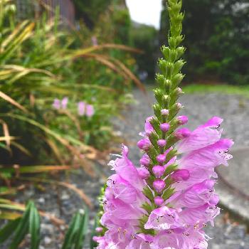 花とらのおの投稿画像一覧 Greensnap グリーンスナップ