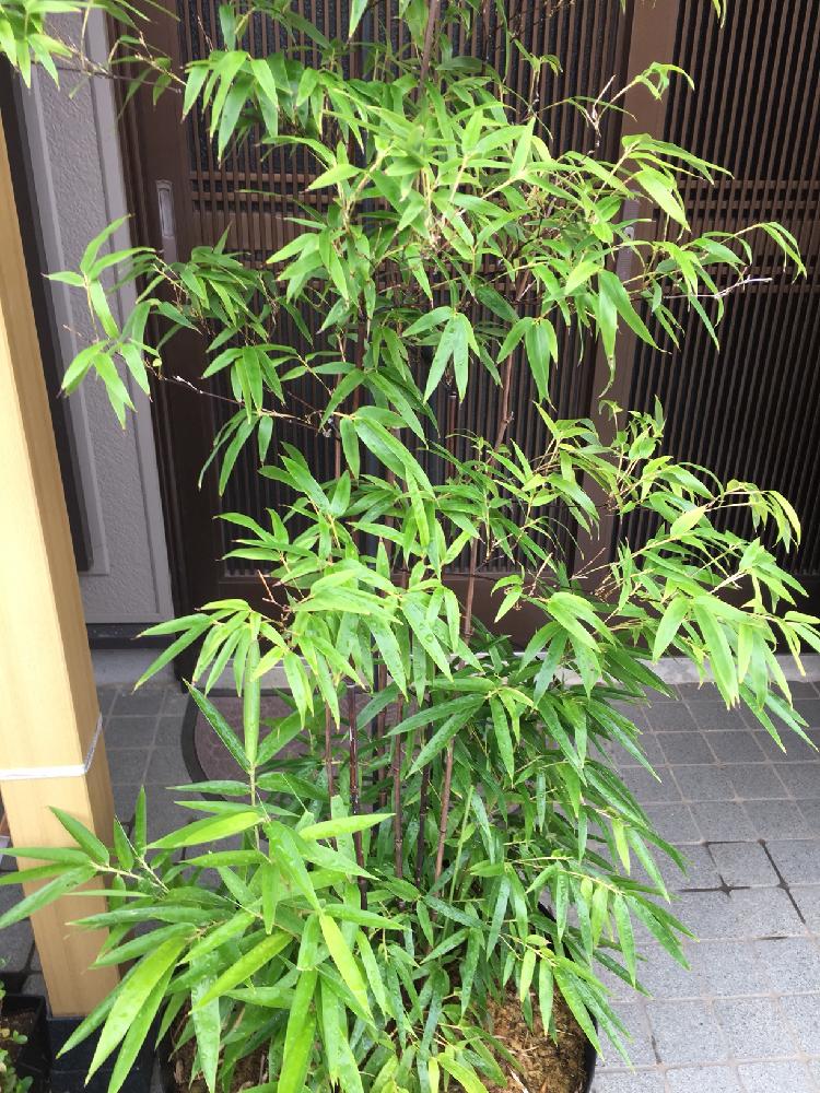 黒竹鉢植えの投稿画像 By 美野美谷さん 和風 17月9月4日 Greensnap グリーンスナップ