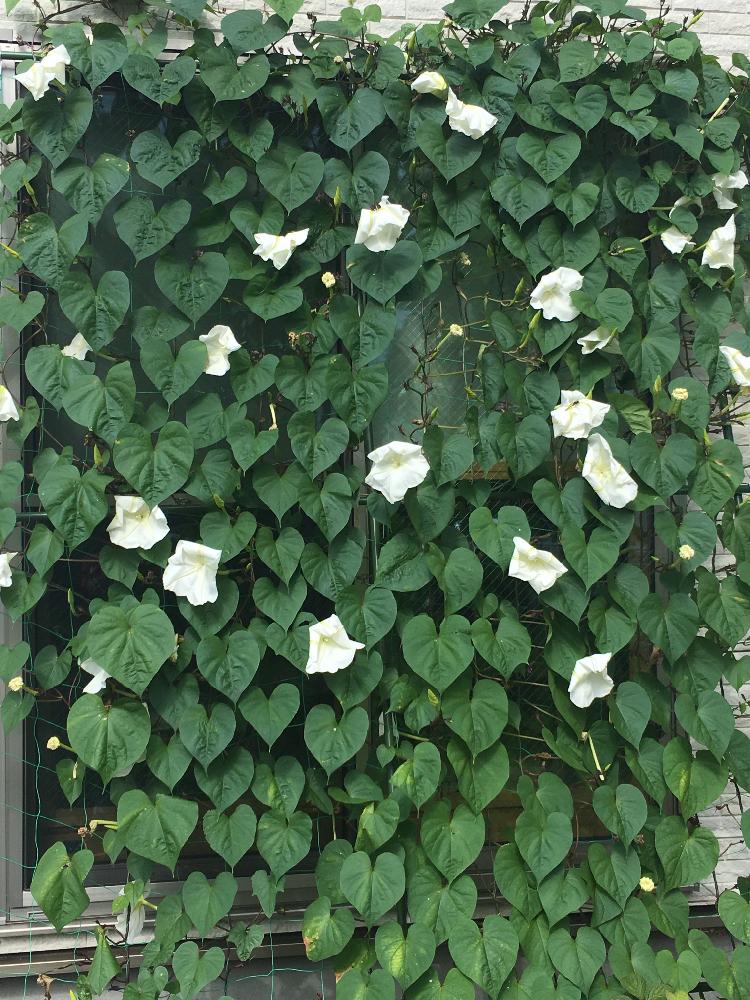 夕顔の投稿画像 By Pinkalicious775さん 夕顔の花とグリーンカーテンと花のある暮らしと白い花とかわいいな と咲いた とガーデニングと夏の花と夏の花と植中毒 17月9月4日 Greensnap グリーンスナップ